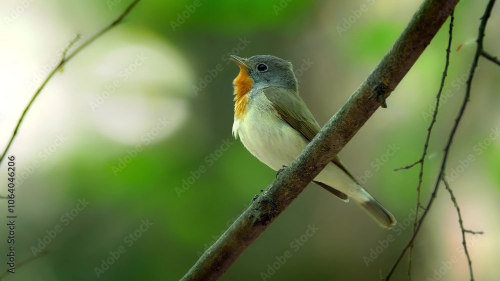 Red Breasted Flycatcher Bird Tree Natural Habitat Red Breasted Flycatcher Bird Tree Natural Habitat