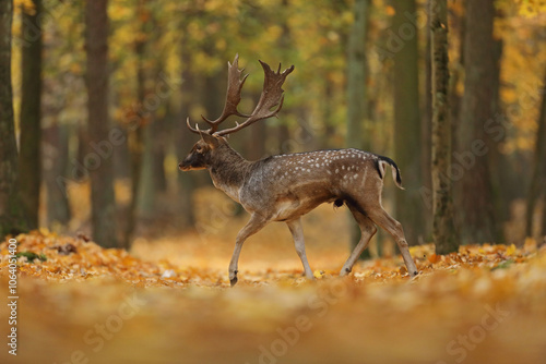 Fototapeta Naklejka Na Ścianę i Meble -  Daniel