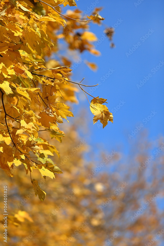 Obraz premium Autumn leaves in the forest