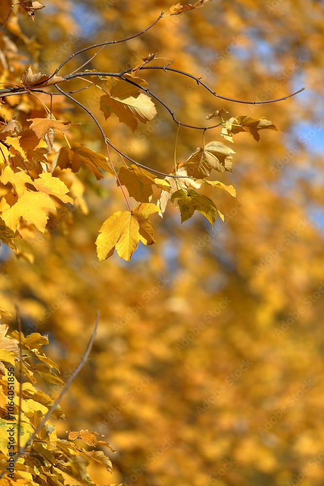 Autumn leaves in the forest Autumn leaves in the forest
