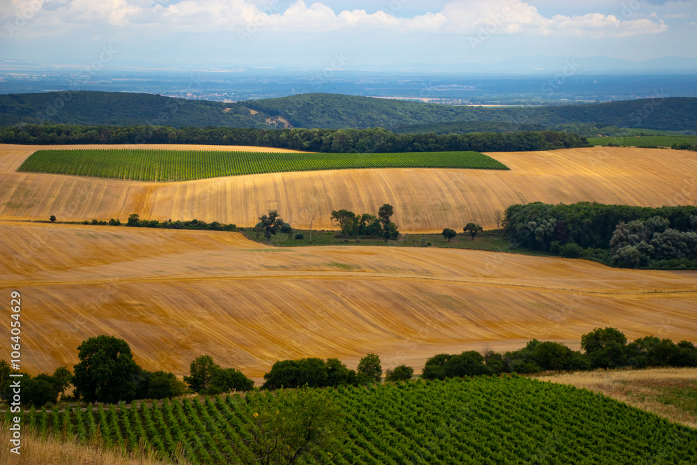 View over vineyard in Moravia region, Palava. Czech Republic.
