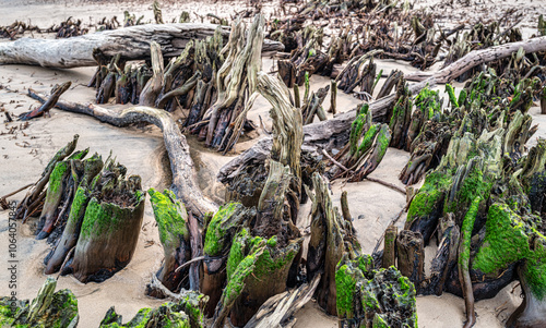 Moss covered tree stumps and driftwood stuck in the sand on a beach on Amelia Island In Florida