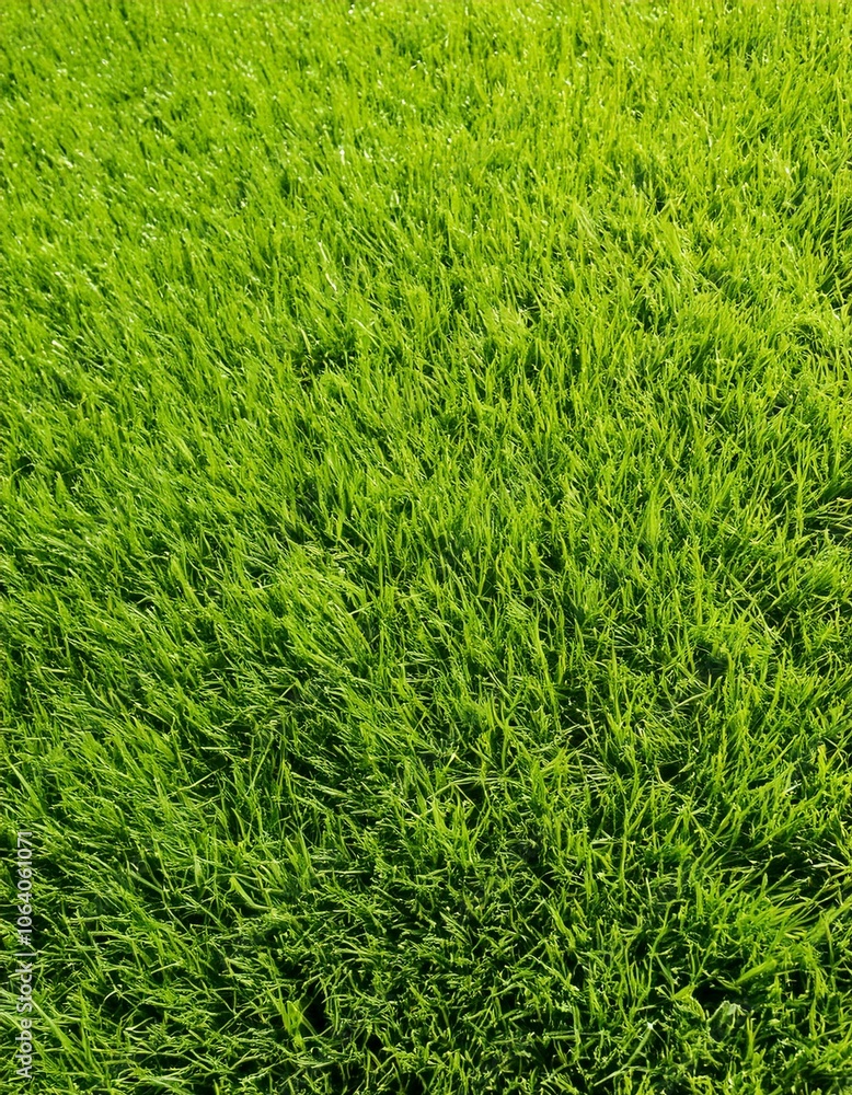 green grass texture green grass texture