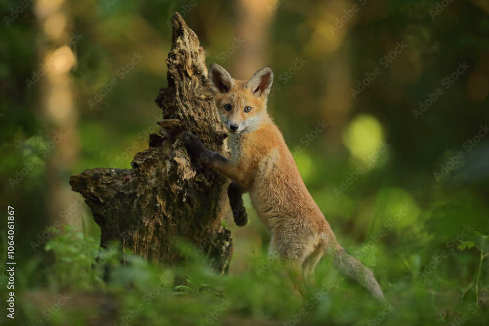 Obraz premium Lis rudy, lis pospolity (Vulpes vulpes)