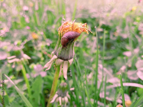 Close up details of snail