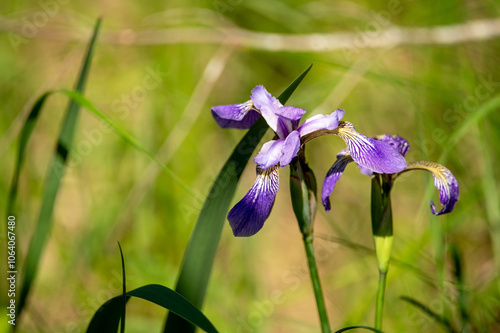 purple sibirica lis in the swamps of pictured rocks national park wisconsin with blurry background photo