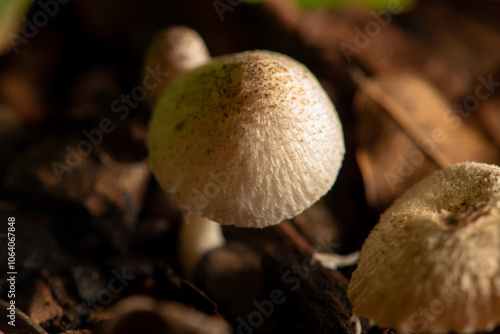 Mushrooms, small mushrooms growing in a flowerbed in the summer in Brazil, selective focus.
