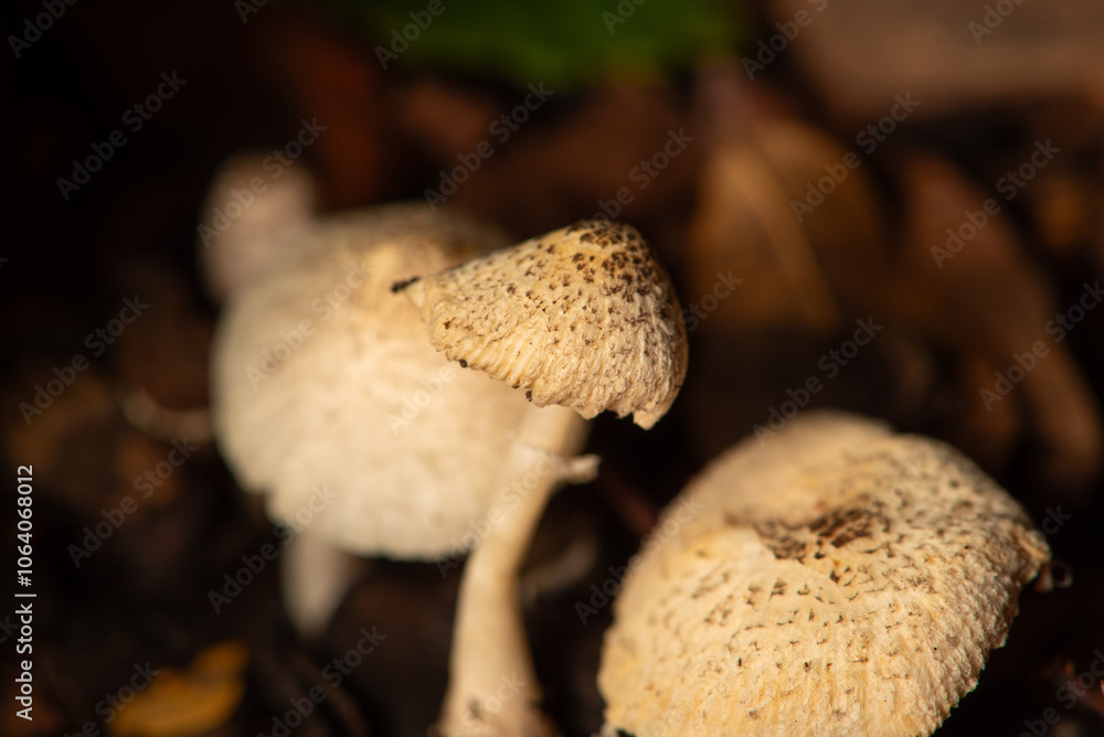 Mushrooms, small mushrooms growing in a flowerbed in the summer in Brazil, selective focus. Mushrooms, small mushrooms growing in a flowerbed in the summer in Brazil, selective focus.