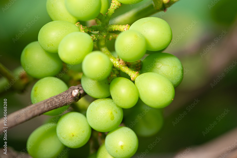 Green grapes, crate of green grapes on a vine in Brazil, selective focus. Green grapes, crate of green grapes on a vine in Brazil, selective focus.