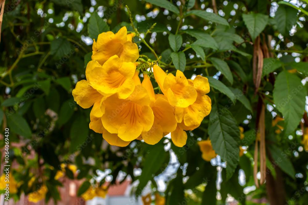 Yellow flowers of a garden ipê, scientifically known as Tecoma stans and popularly called Amarelinho, in Brazil Yellow flowers of a garden ipê, scientifically known as Tecoma stans and popularly called Amarelinho, in Brazil