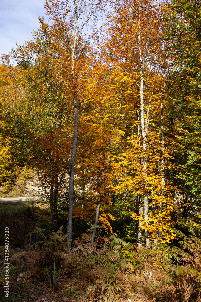 Autumn Forest Scenery with Warm Light Illumining the Gold Foliage. Yenice, Karabuk - Turkey Autumn Forest Scenery with Warm Light Illumining the Gold Foliage. Yenice, Karabuk - Turkey