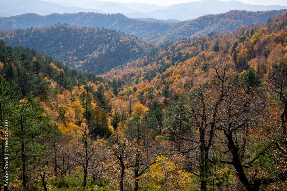 Autumn Forest Scenery with Warm Light Illumining the Gold Foliage. Yenice, Karabuk - Turkey Autumn Forest Scenery with Warm Light Illumining the Gold Foliage. Yenice, Karabuk - Turkey