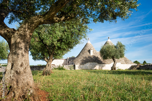 Trulli houses under an old olive tree in Apulia
