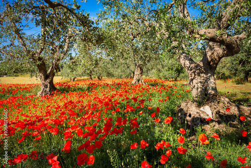 Old olive trees with poppy flowers