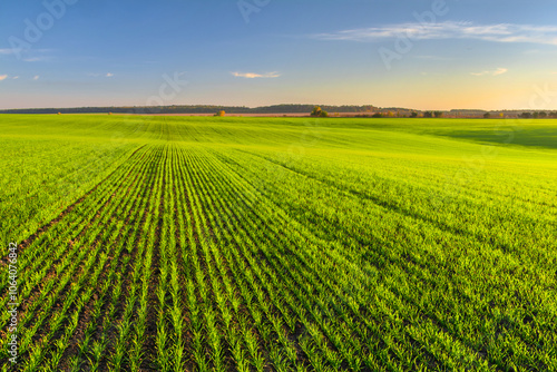 Green field of young wheat sprouts lit by the evening sun