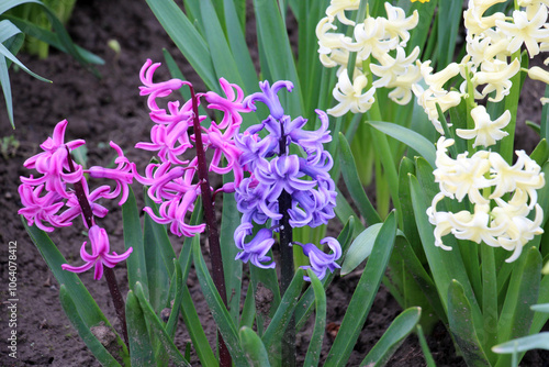 Hyacinths are blooming in the garden