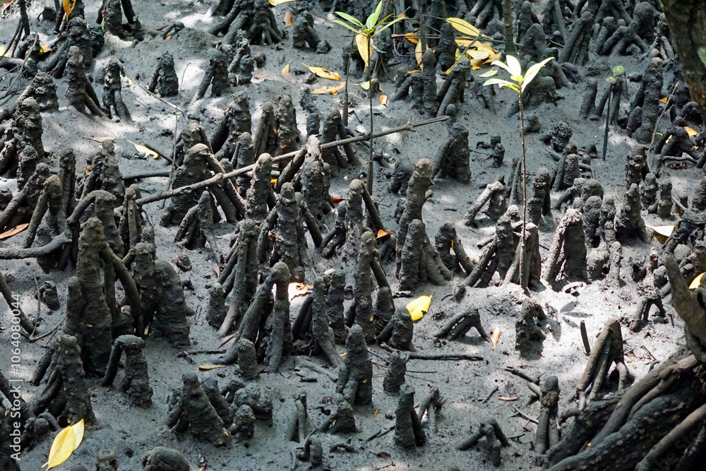 Obraz premium mangrove forest at jozani on zanzibar