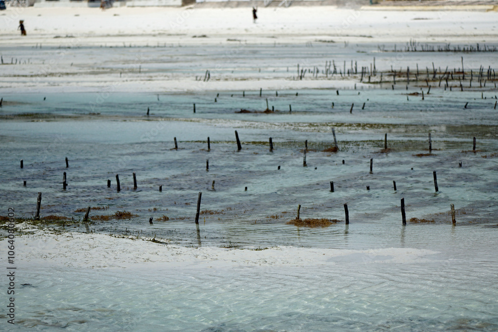 sea weed plantation in the indian ocean sea weed plantation in the indian ocean