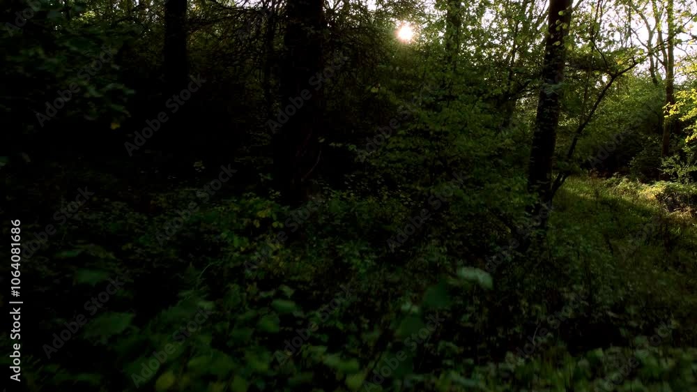 Beautiful forests woodland Aerial drone sunset in the woodland forest deciduous Alpine nature Beautiful forests woodland Aerial drone sunset in the woodland forest deciduous Alpine nature