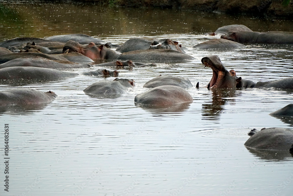 large group of hippos at a pond