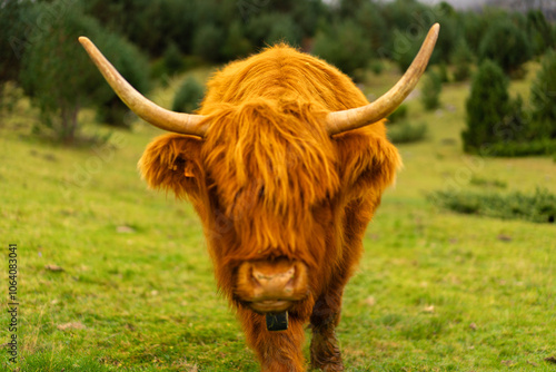 Highland cow with long horns and flowing orange fur grazes peacefully in a lush green meadow, a symbol of scottish countryside