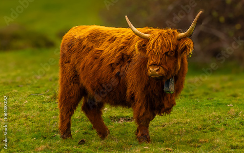 Highland cattle with long horns and brown fur grazing in a green pasture. Highland cow grazing peacefully in green meadow