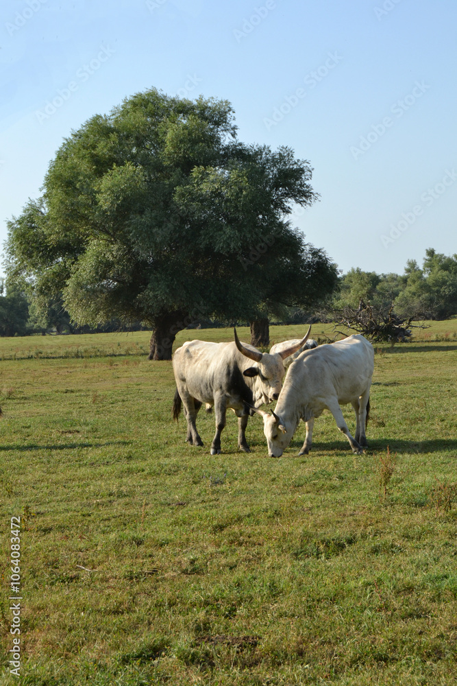 Fototapeta premium Podolian beef in the field