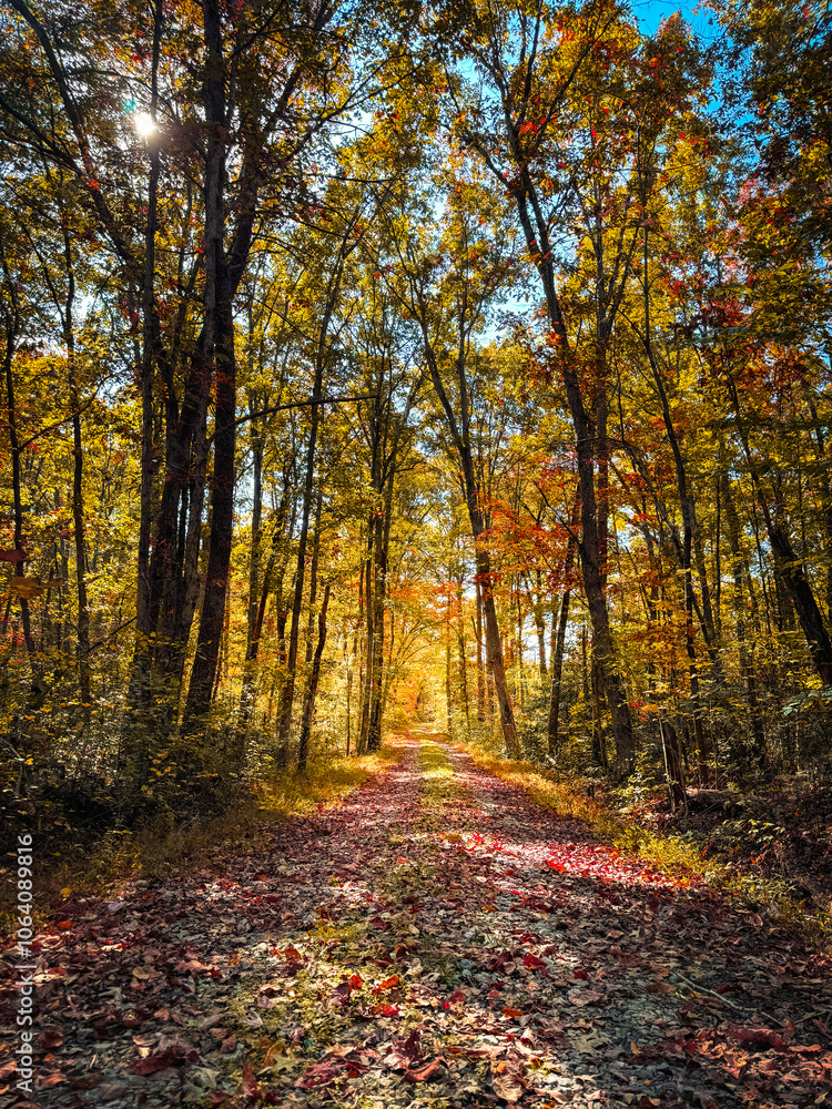 Naklejka premium Autumn pathway through the autumn forest. Sunny forest autumn landscape in sunny day