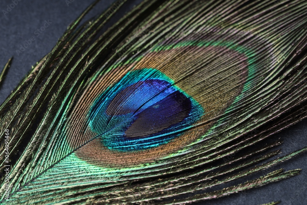 Fototapeta premium Beautiful bright peacock feather on grey table, closeup