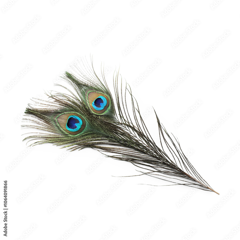 Obraz premium Two beautiful peacock feathers isolated on white