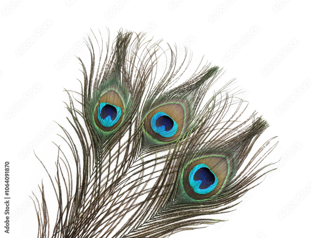 Obraz premium Three beautiful peacock feathers isolated on white