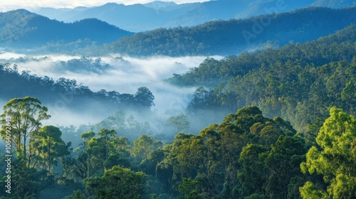 Misty morning light illuminates a lush green forest valley with layers of mountains in the background.