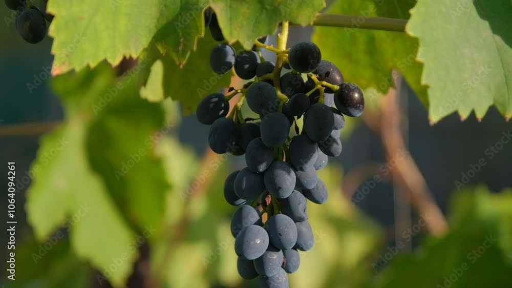Dark blue grapes on a branch. Ripe bunch of grapes. Ripe grapes ready for harvesting. Dark blue grapes on a branch. Ripe bunch of grapes. Ripe grapes ready for harvesting.