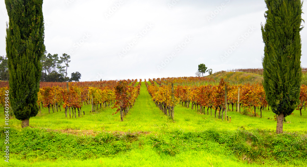 Fototapeta premium Two trees and a vineyard. Autumn 
