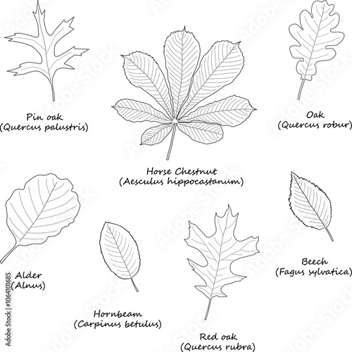 Tree leaves of various species with English and Latin names, leaf outlines   