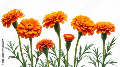 Orange and Red Marigold Flowers Isolated on White Background Vibrant Floral Arrangement