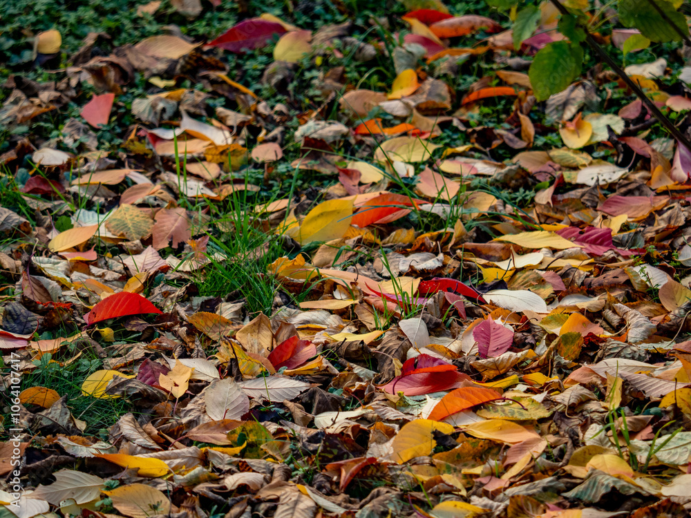 Herbstlich gefärbte Blätter an einem Baum Herbstlich gefärbte Blätter an einem Baum