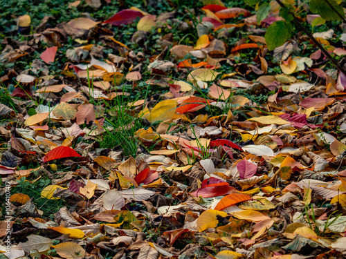 Herbstlich gefärbte Blätter an einem Baum photo