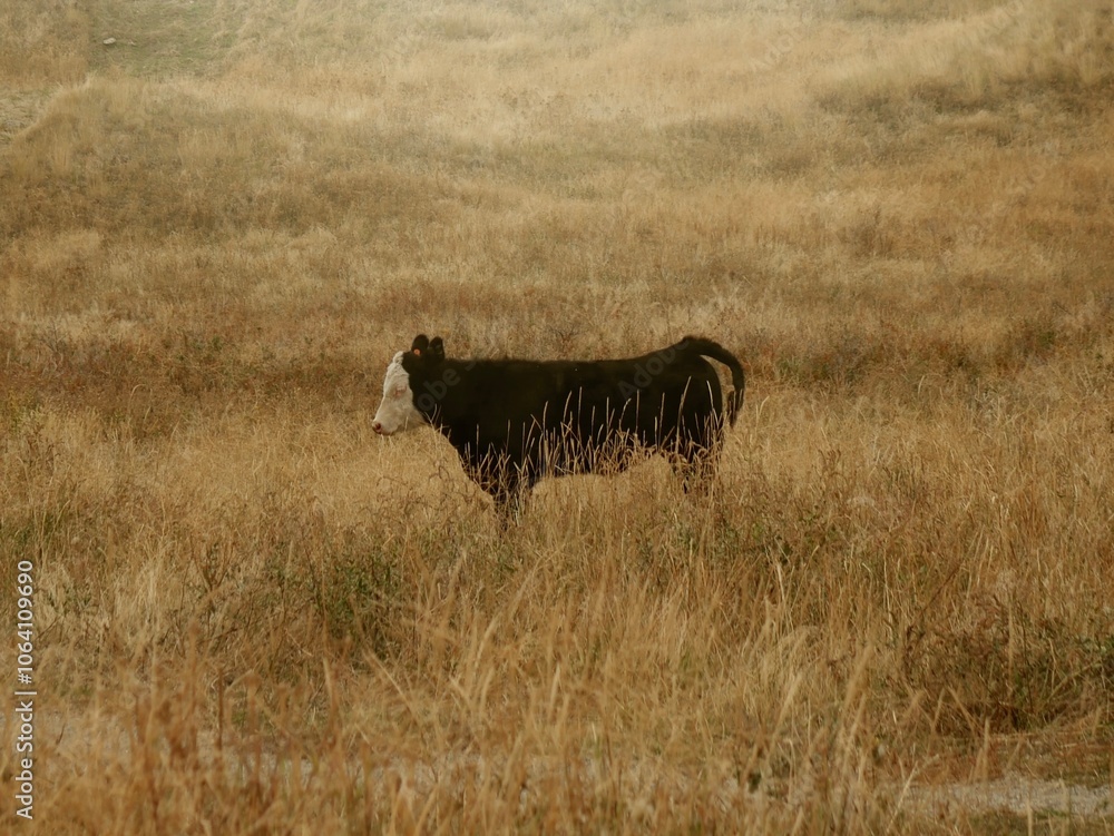 Fototapeta premium Cow in field