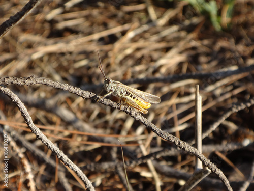 The common field grasshopper (Chorthippus brunneus), male sitting on a dry twig photo