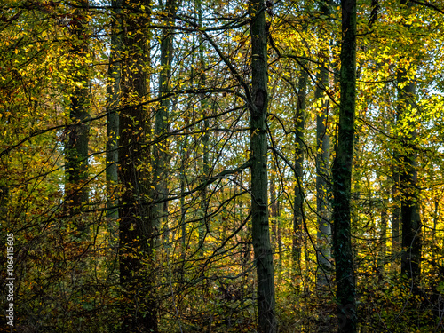 Sonnenlicht im herbstlichen Wald