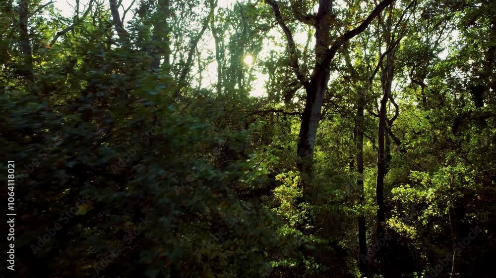 Beautiful forests woodland Aerial drone sunset in the woodland forest deciduous Alpine nature Beautiful forests woodland Aerial drone sunset in the woodland forest deciduous Alpine nature