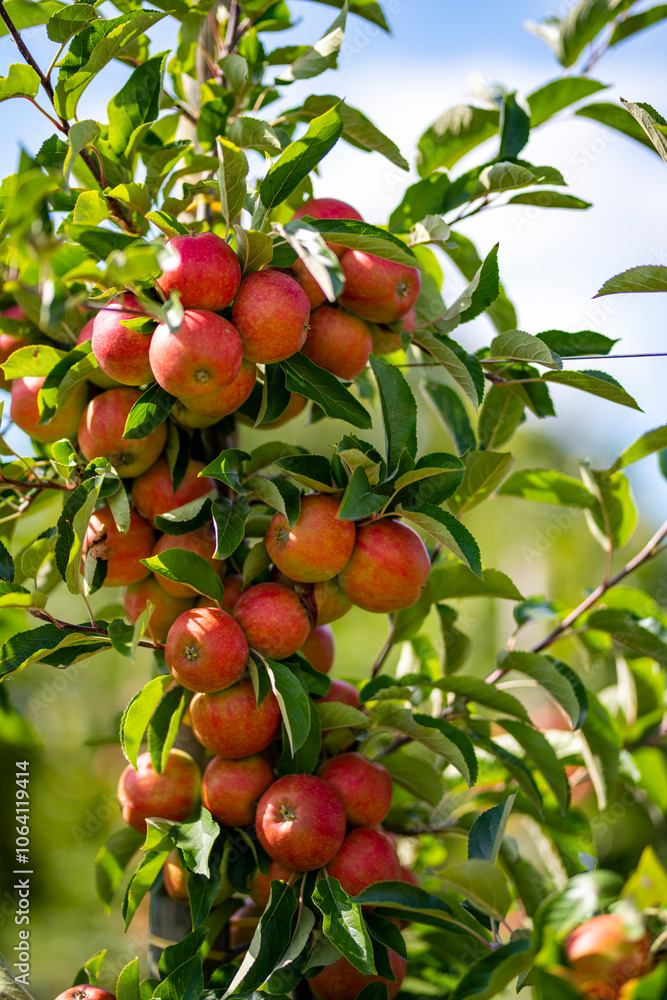 Apple tree. Red apple orchard. Apple garden. Red juicy apples in apple orchard. Branch of ripe red apples on a tree in a garden. Autumn Harvest. Apple tree. Red apple orchard. Apple garden. Red juicy apples in apple orchard. Branch of ripe red apples on a tree in a garden. Autumn Harvest.