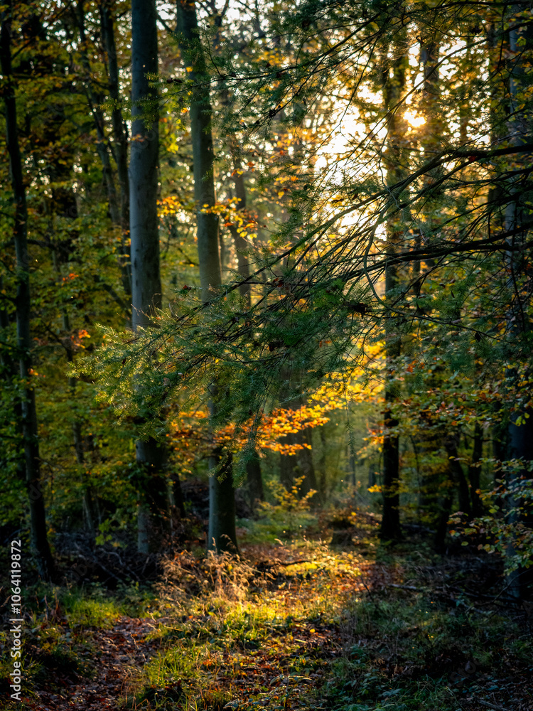 Waldweg durch den herbstlichen Wald Waldweg durch den herbstlichen Wald
