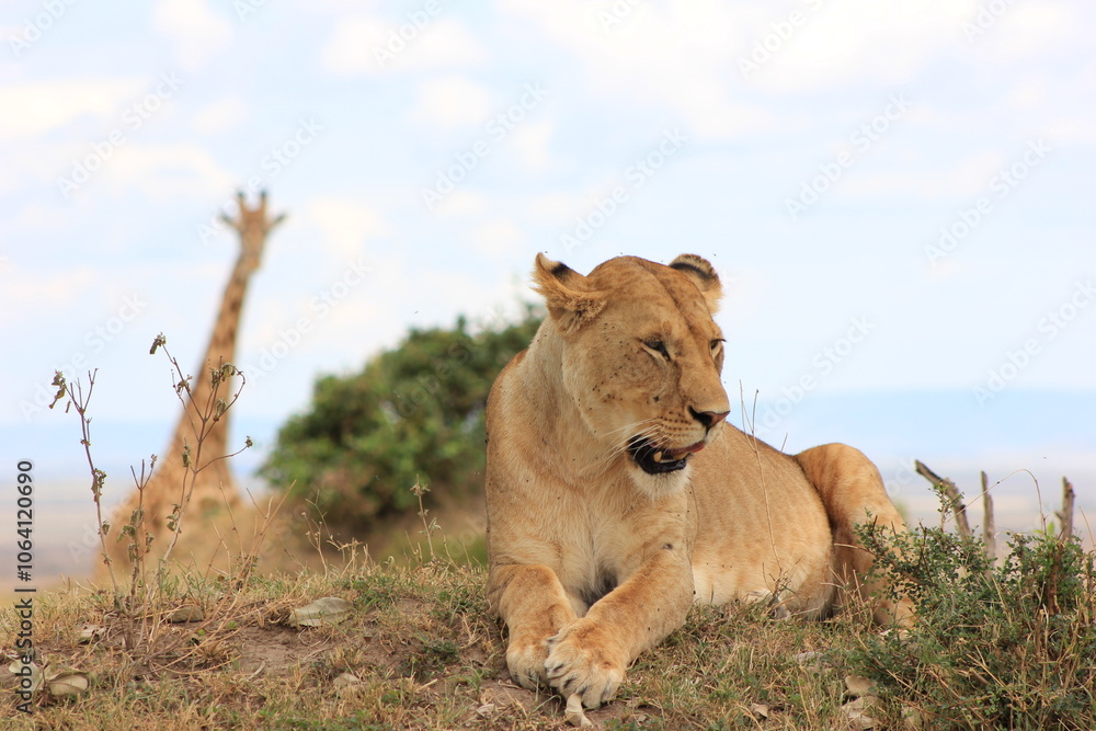 Fototapeta premium lion in the grass