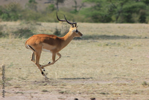 impala in the savannah