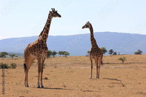 Photography giraffe in the savannah