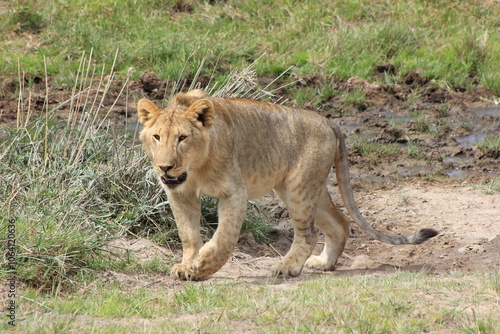 lion in the grass