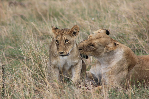 lioness and cubs