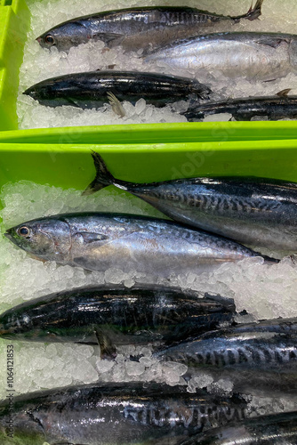 Fresh frigate tuna at the market photo